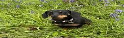 Dachshund dogs for sale: Beautiful litter of 3 KC Reg - Advert 7