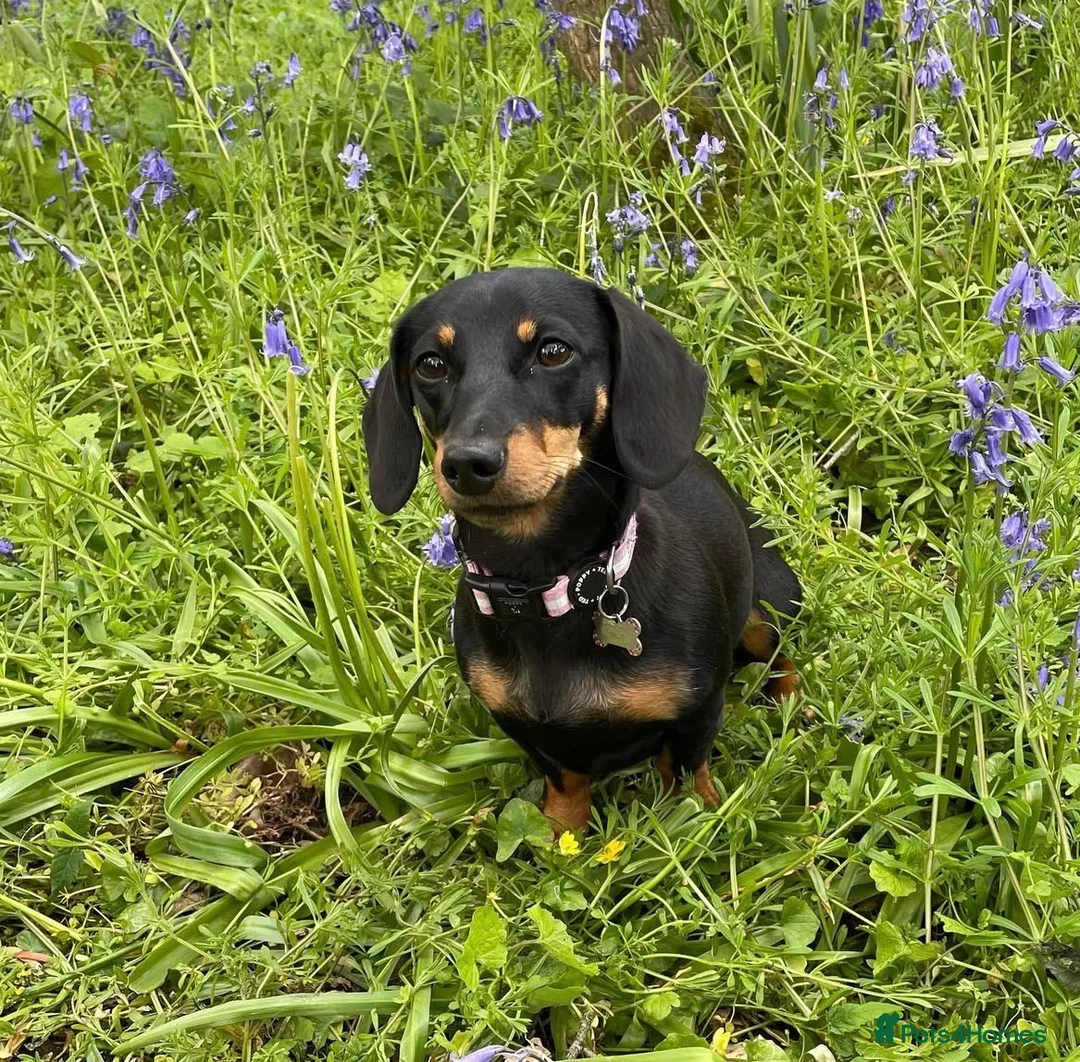 Dachshund dogs for sale: Beautiful litter of 3 KC Reg - Advert 7