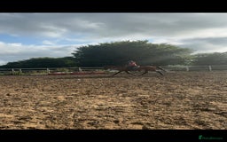 Irish Thoroughbred horses for sale: 16.1 Irish tb mare , 9 yr old  - Image 4