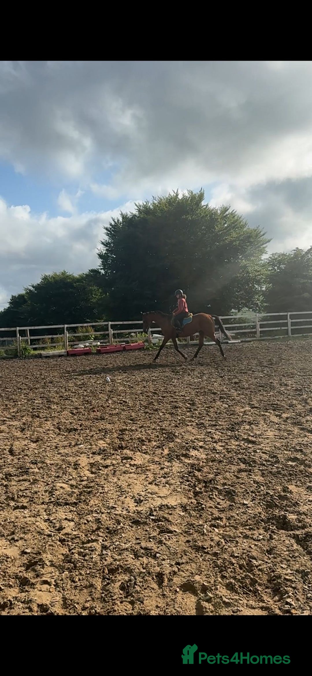 Irish Thoroughbred horses for sale: 16.1 Irish tb mare , 9 yr old  - Image 4