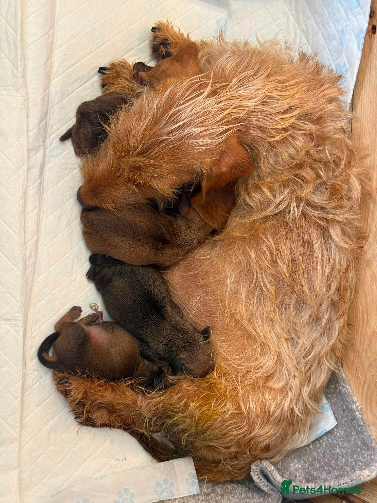 Jackshund dogs Jackshunds puppies  - Advert 1