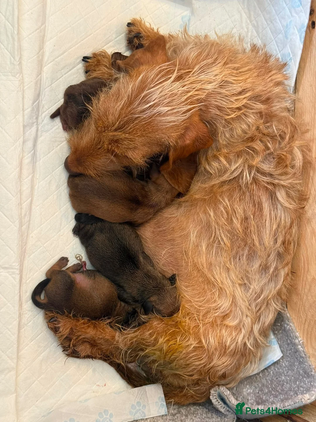 Jackshund dogs for sale: Jackshunds puppies  - Advert 1