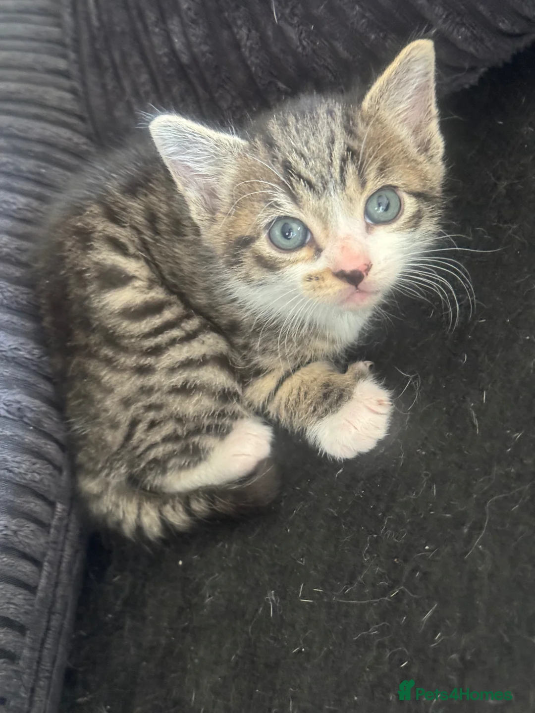 Aegean cats for sale: 3 Male Greek-Aegan Shorthair Kittens  in Solihull - Advert 2