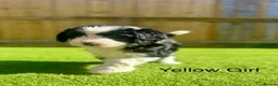 Sheepadoodle dogs for sale: Beautiful Black & White Sheepadoodles - Advert 18