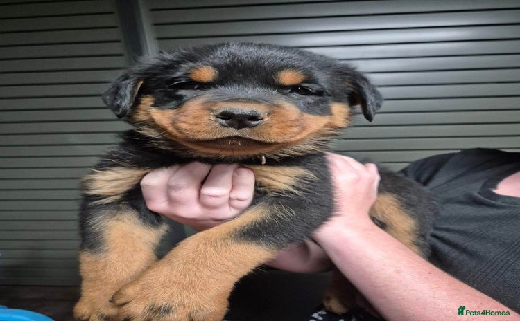 Rottweiler dogs - Advert 5