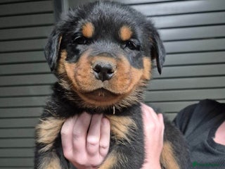 Rottweiler dogs - Advert 27