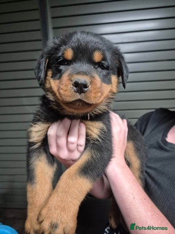 Rottweiler dogs - Advert 5