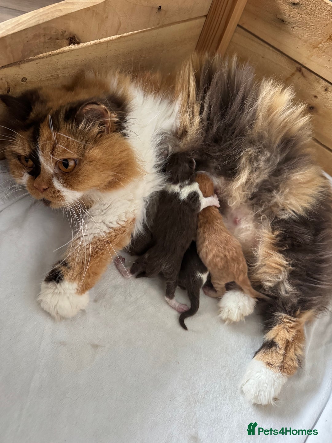 British Shorthair cats for sale: Exceptional British shorthair/long champion kitten - Advert 1