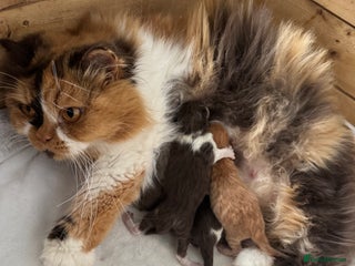 British Shorthair cats Exceptional British shorthair/long champion kitten - Advert 1