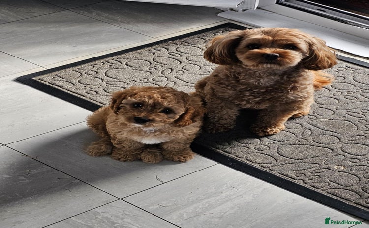 Cavapoo dogs - Advert 1