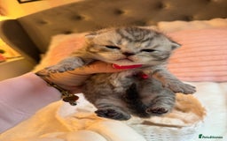 British Shorthair cats for sale: British Shorthair kittens Champion Line 🥇🏆😻 - Image 7