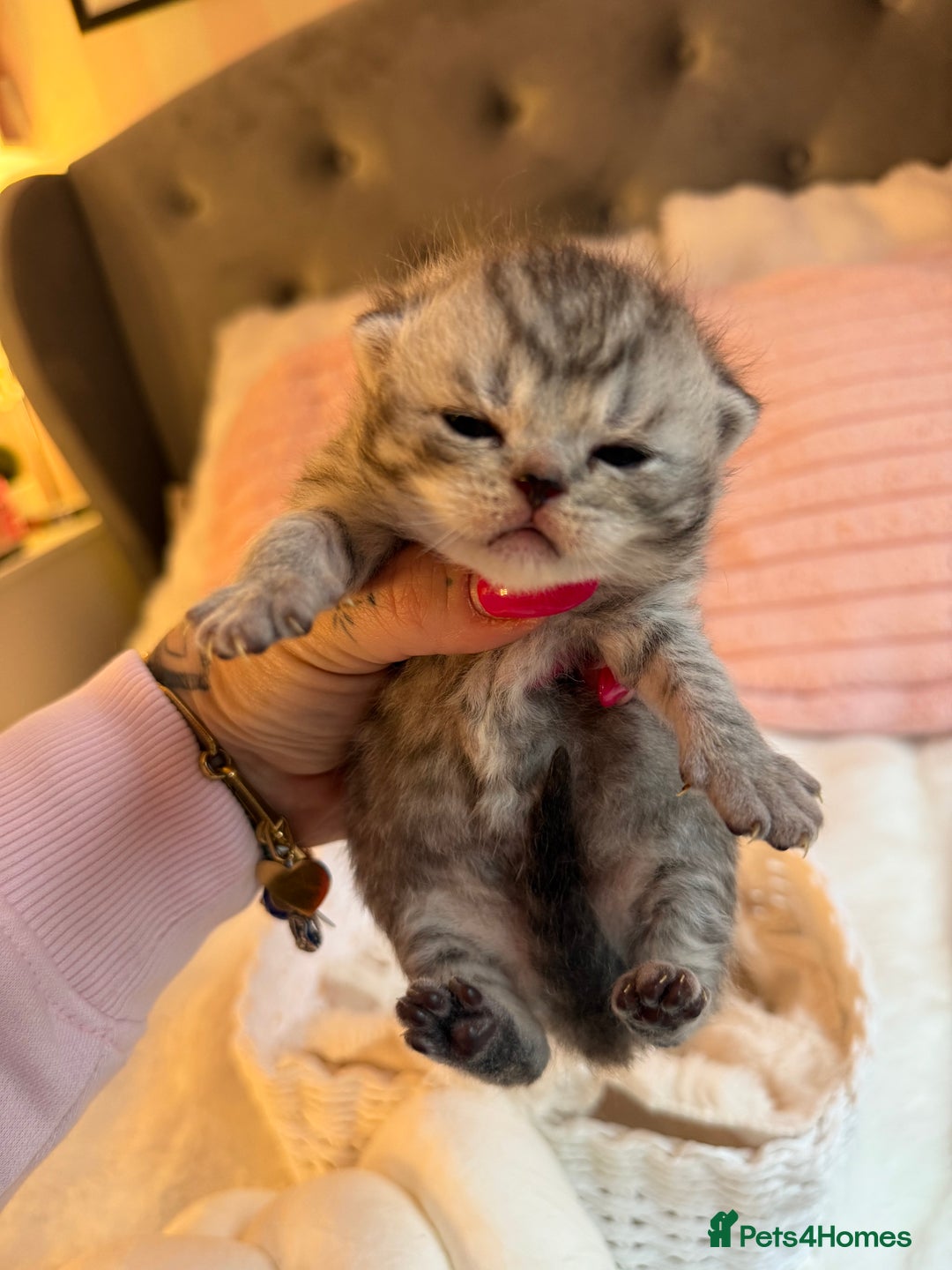 British Shorthair cats for sale: British Shorthair kittens Champion Line 🥇🏆😻 - Image 7