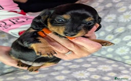 Miniature Dachshund dogs for sale: Mini Dachshund Puppies, Gorgeous Colours & Coats - Image 10
