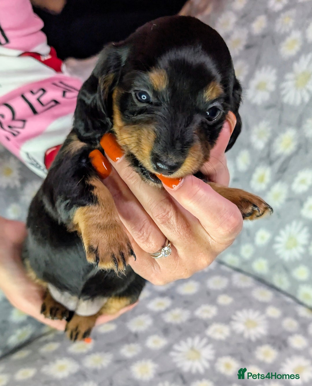 Miniature Dachshund dogs for sale: Mini Dachshund Puppies, Gorgeous Colours & Coats - Image 10