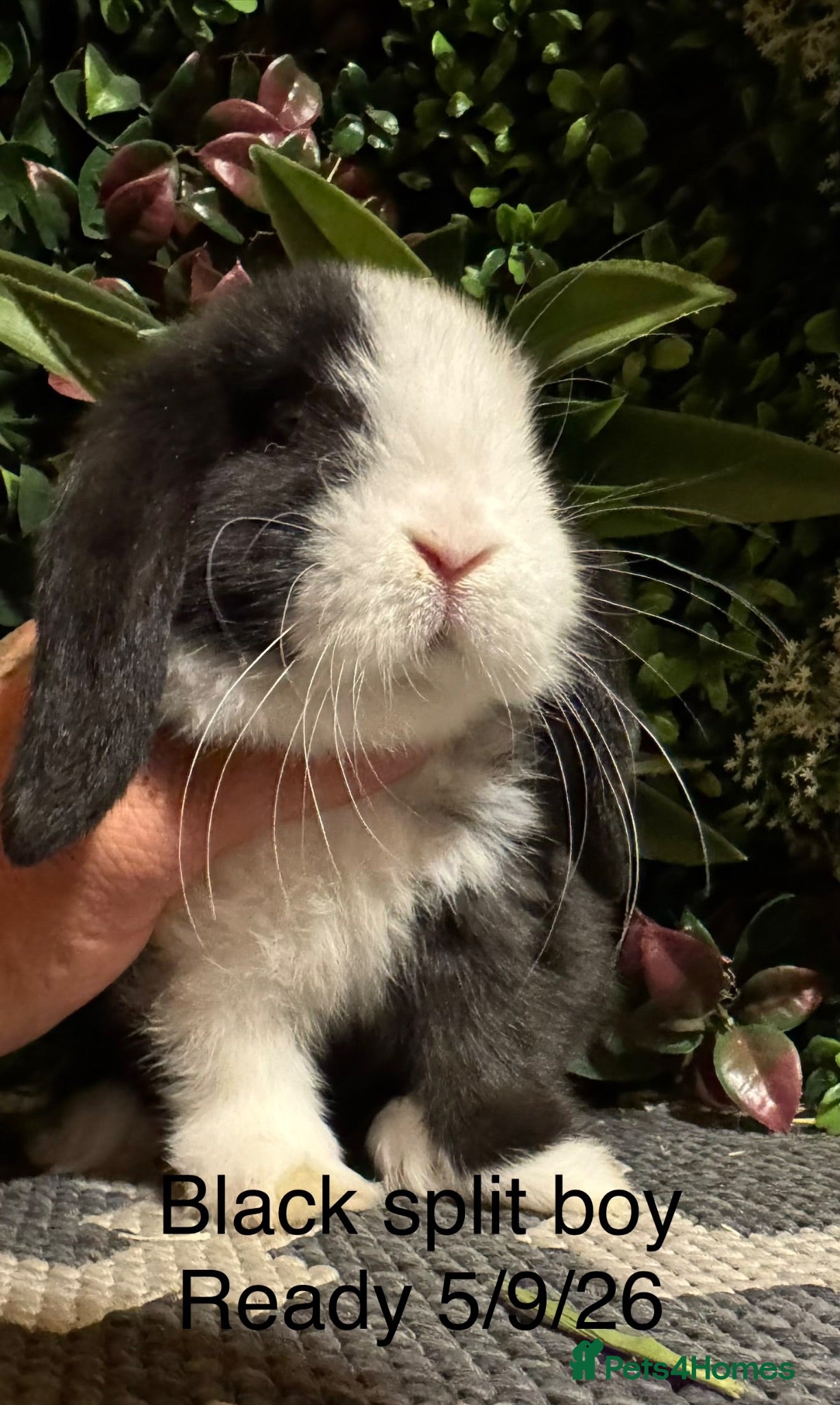 Mini Lop rabbits Pure bred mini lops ready to preorder  - Advert 1