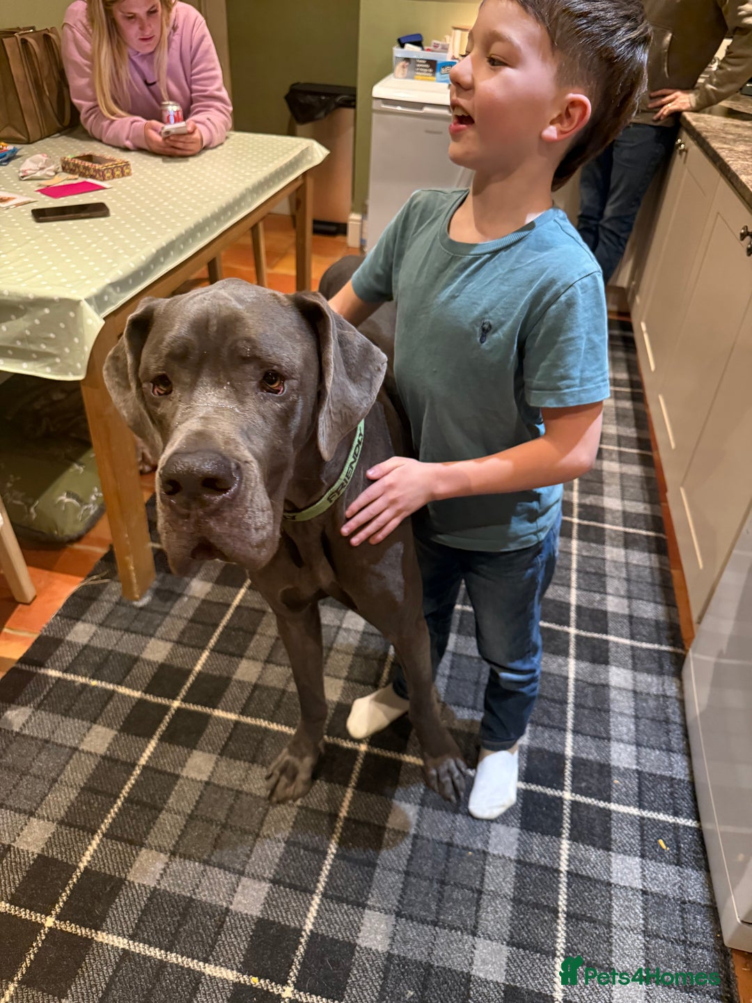 Great Dane dogs for sale: 2yr old great dane  - Advert 2