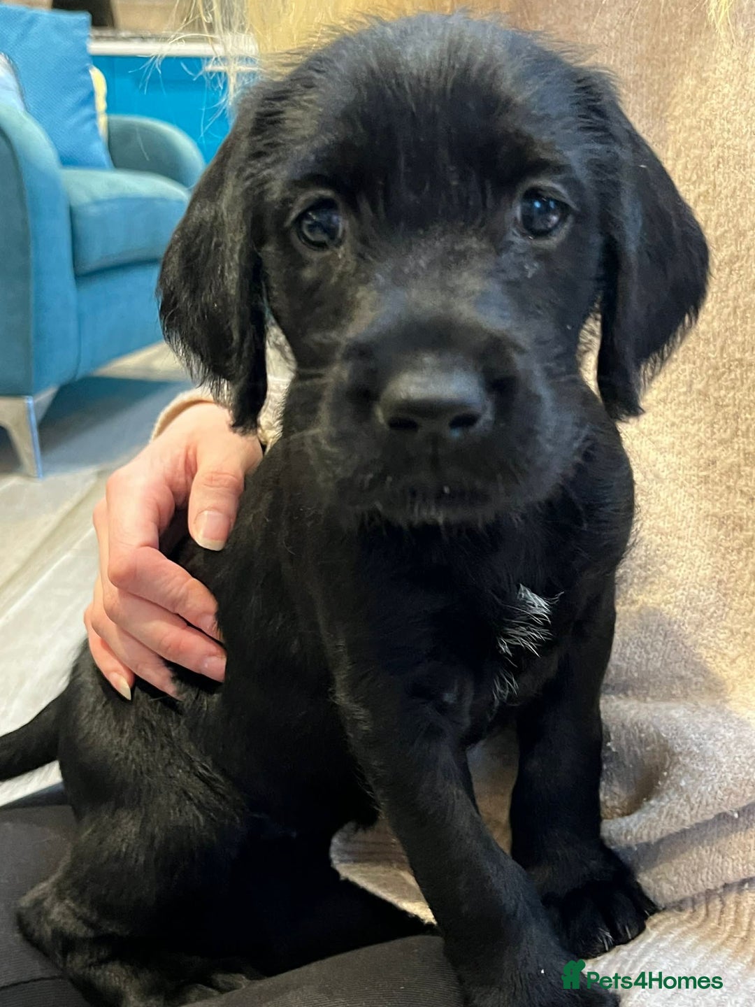 Mixed Breed dogs for sale: Meet the Griffadors - Advert 4