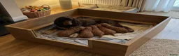 Cockapoo dogs for sale: Exceptional F1B - Advert 7
