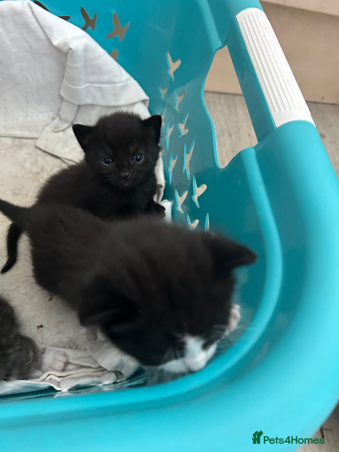 Mixed Breed cats for sale: Beautiful kittens 4 weeks old - Image 3
