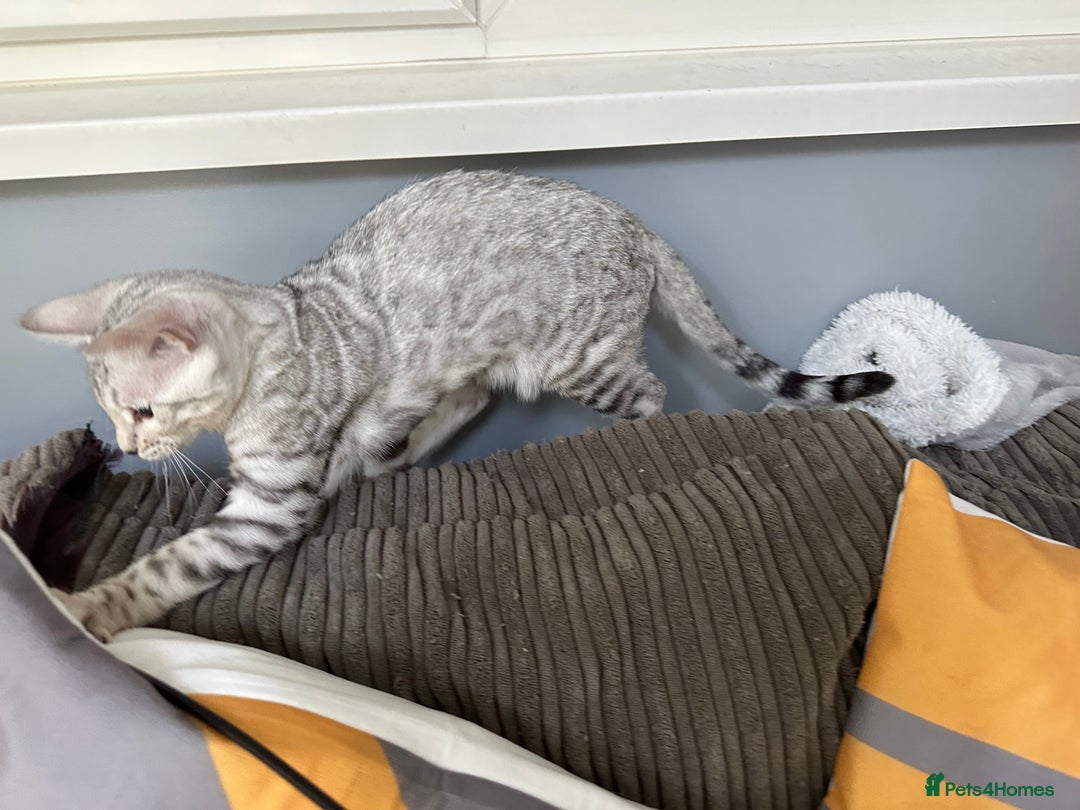 Bengal cats for sale: Beautiful soft silver girl TICA reg - Image 7