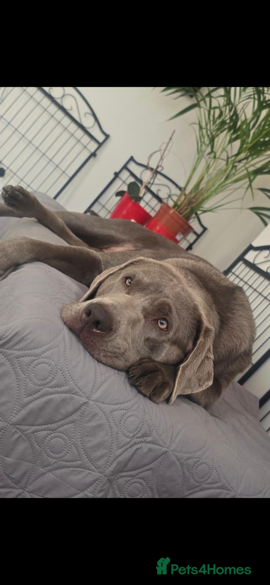 Labrador Retriever dogs  KC REGISTERED SILVER & CHARCOAL LABR RETRIEVER   - Advert 2