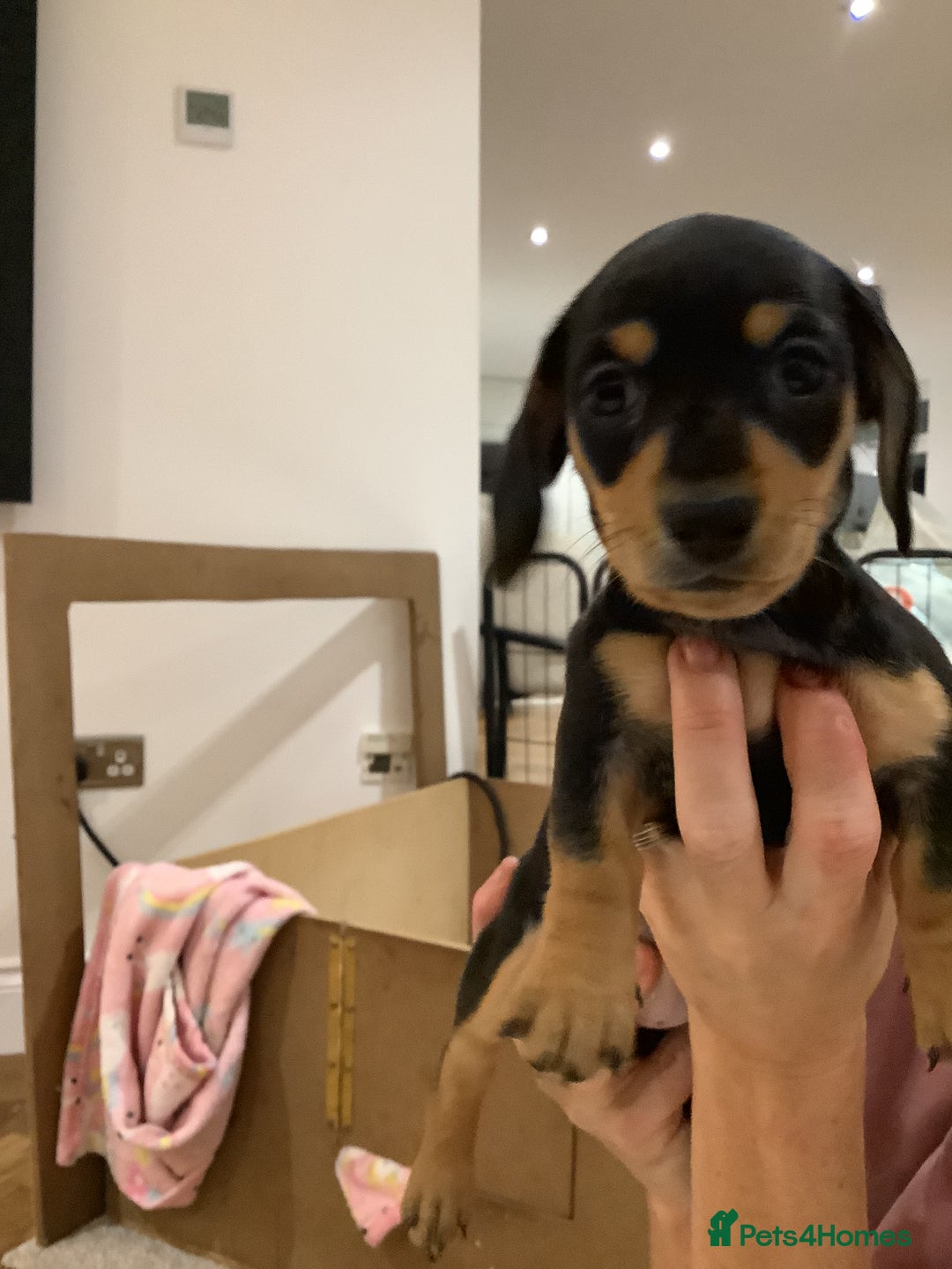 Miniature Dachshund dogs for sale: Miniature dachshund pups.KC REG& Council Licensed  - Image 8