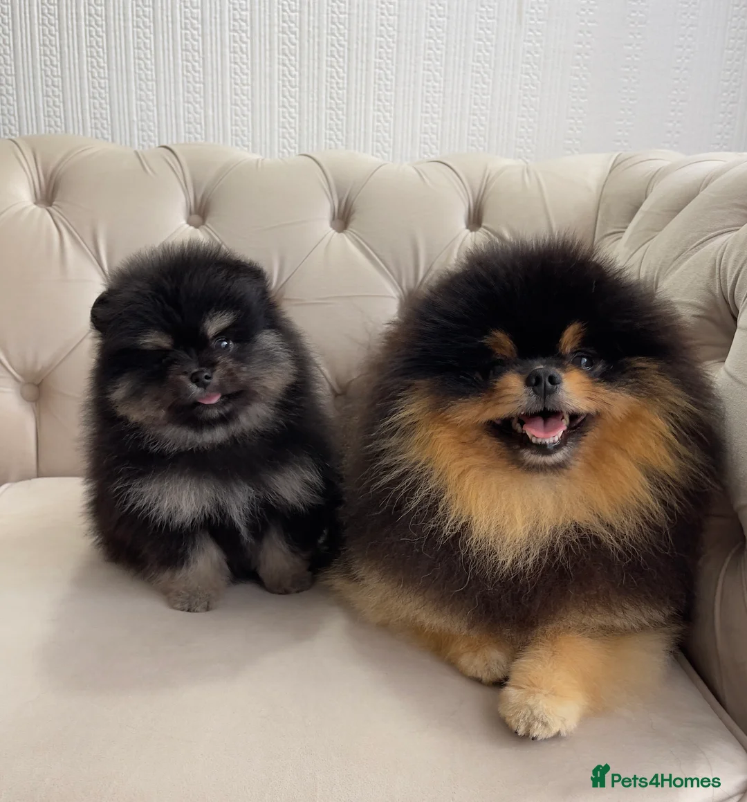 Pomeranian dogs for stud: Pomeranian Gentleman Available for Stud 🐾 - Advert 19