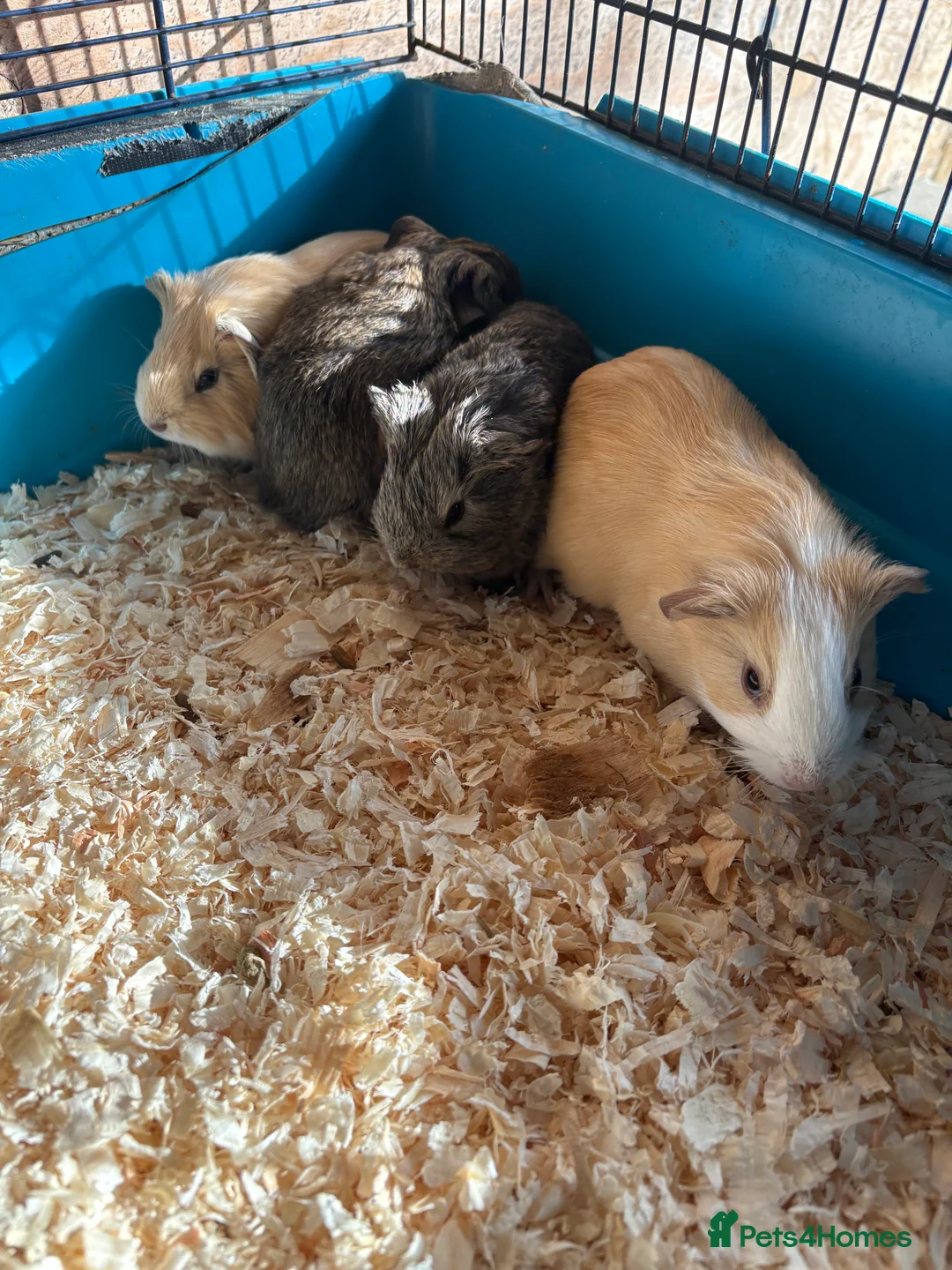 Guinea Pig rodents for sale: Beautiful boys looking for new homes  - Advert 1