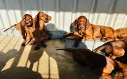 Irish Setter dogs for sale: Outstanding red Irish setters puppies - Image 18