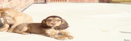 Cocker Spaniel dogs for sale: Kennel Club Registered Show Type Cocker puppies - Advert 20