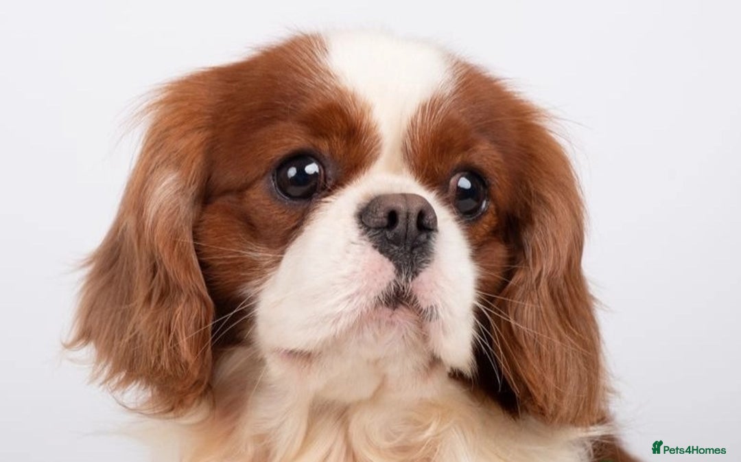 Cavalier King Charles Spaniel dogs for sale: 🐶 KC Cavalier King Charles Spaniel Puppies 🐶 - Image 16