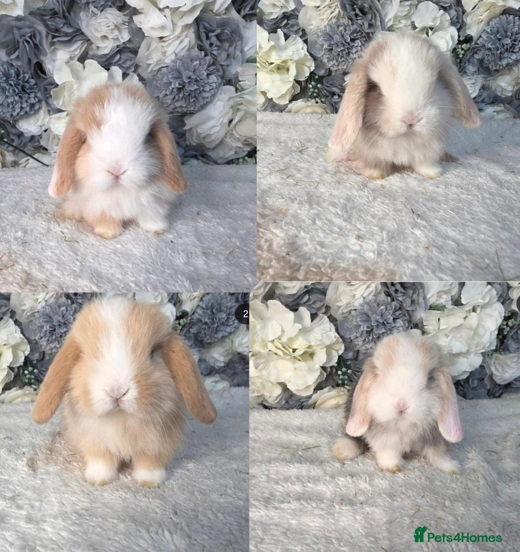 Mini Lop rabbits for sale: 🐰 Stunning Mini Lop Babies Ready from 28th July - Advert 2