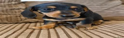 Miniature Dachshund dogs for sale: Mini dachshund males  - Advert 7
