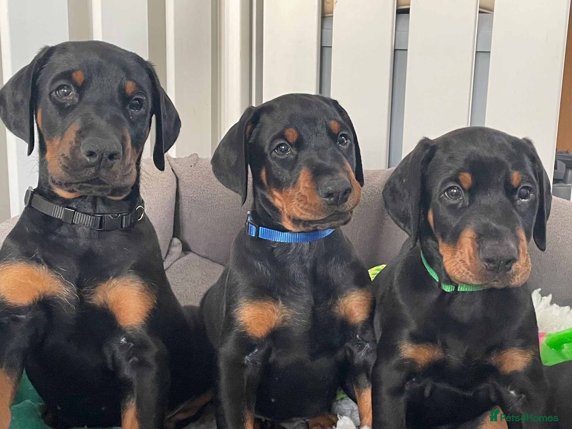 Dobermann dogs for sale: KC Reg Doberman - Health tested parents - Advert 1