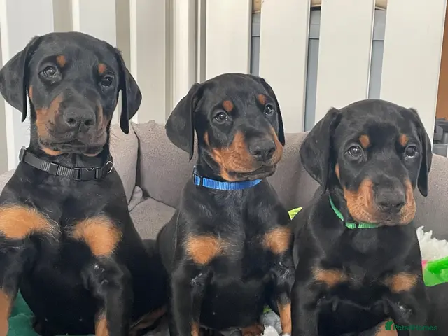 Dobermann dogs for sale: KC Reg Doberman - Health tested parents - Advert 1