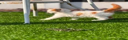 Mixed Breed cats for sale: Kitten for sale  in Nelson - Advert 4