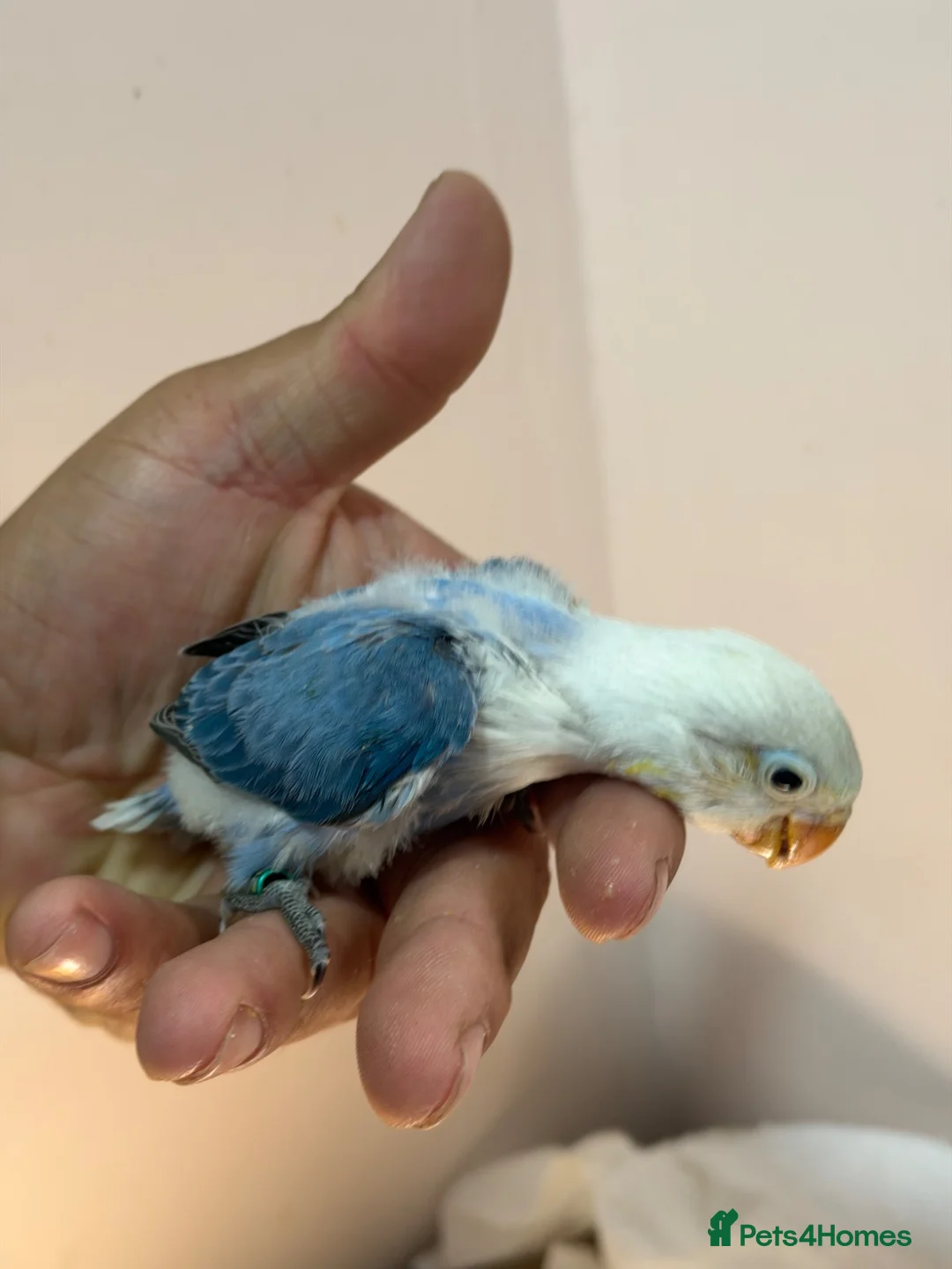 Lovebirds birds for sale: Baby lovebirds - Advert 2