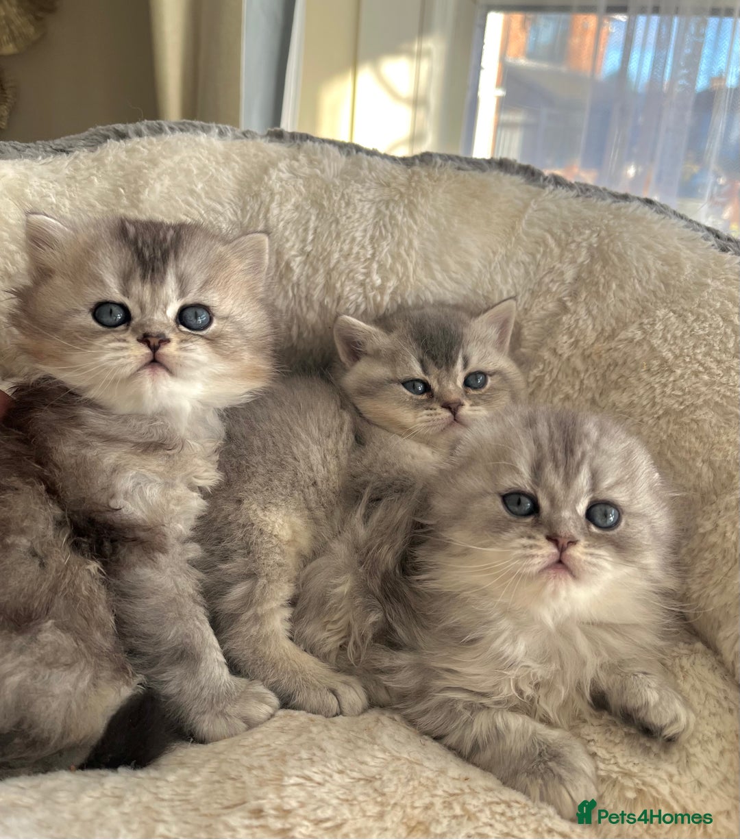 Scottish Fold cats for sale: Adorable Scottish Fold Kittens  - Advert 2