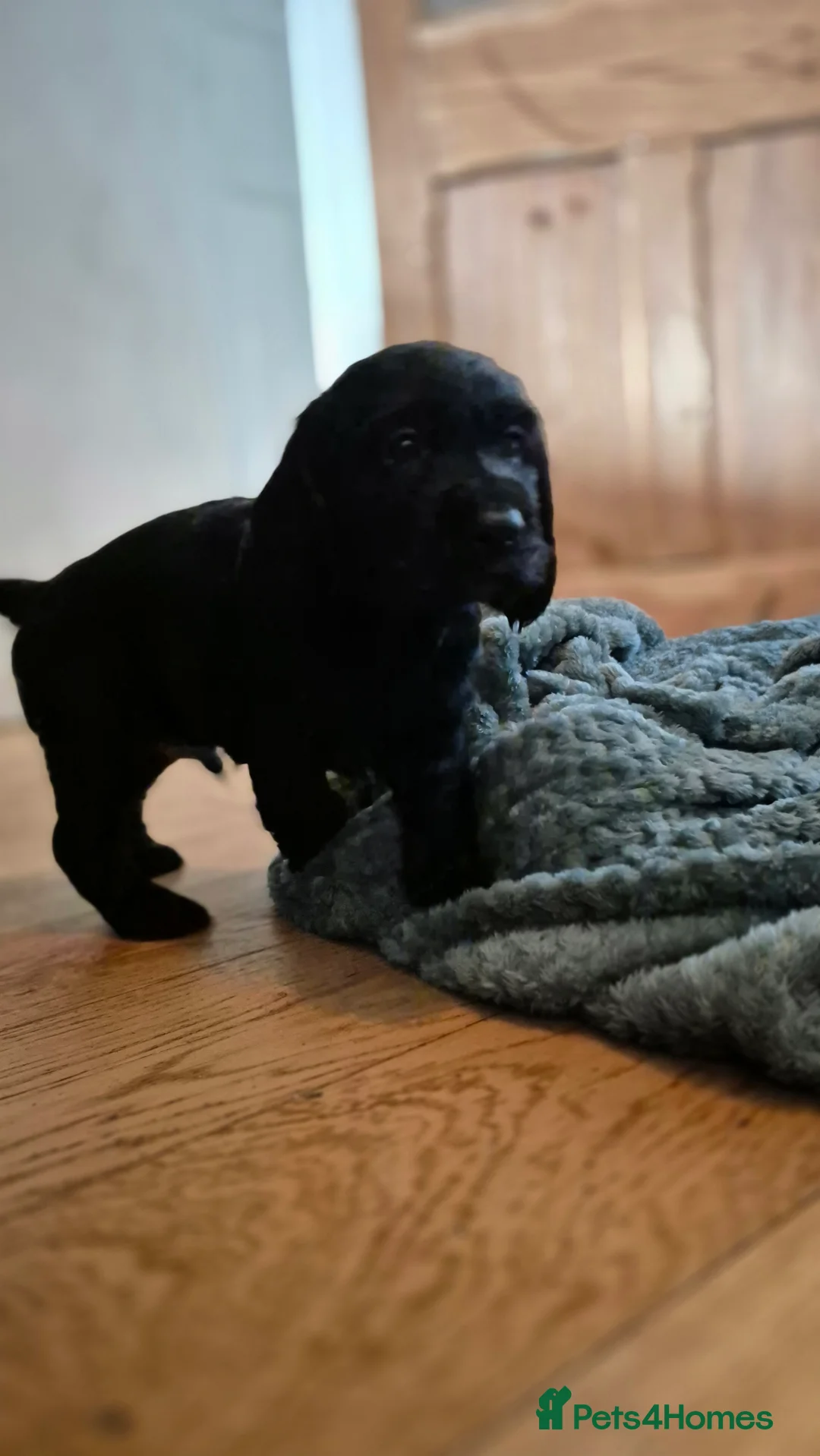 Cocker Spaniel dogs for sale: Mr Paul Bell - Advert 10