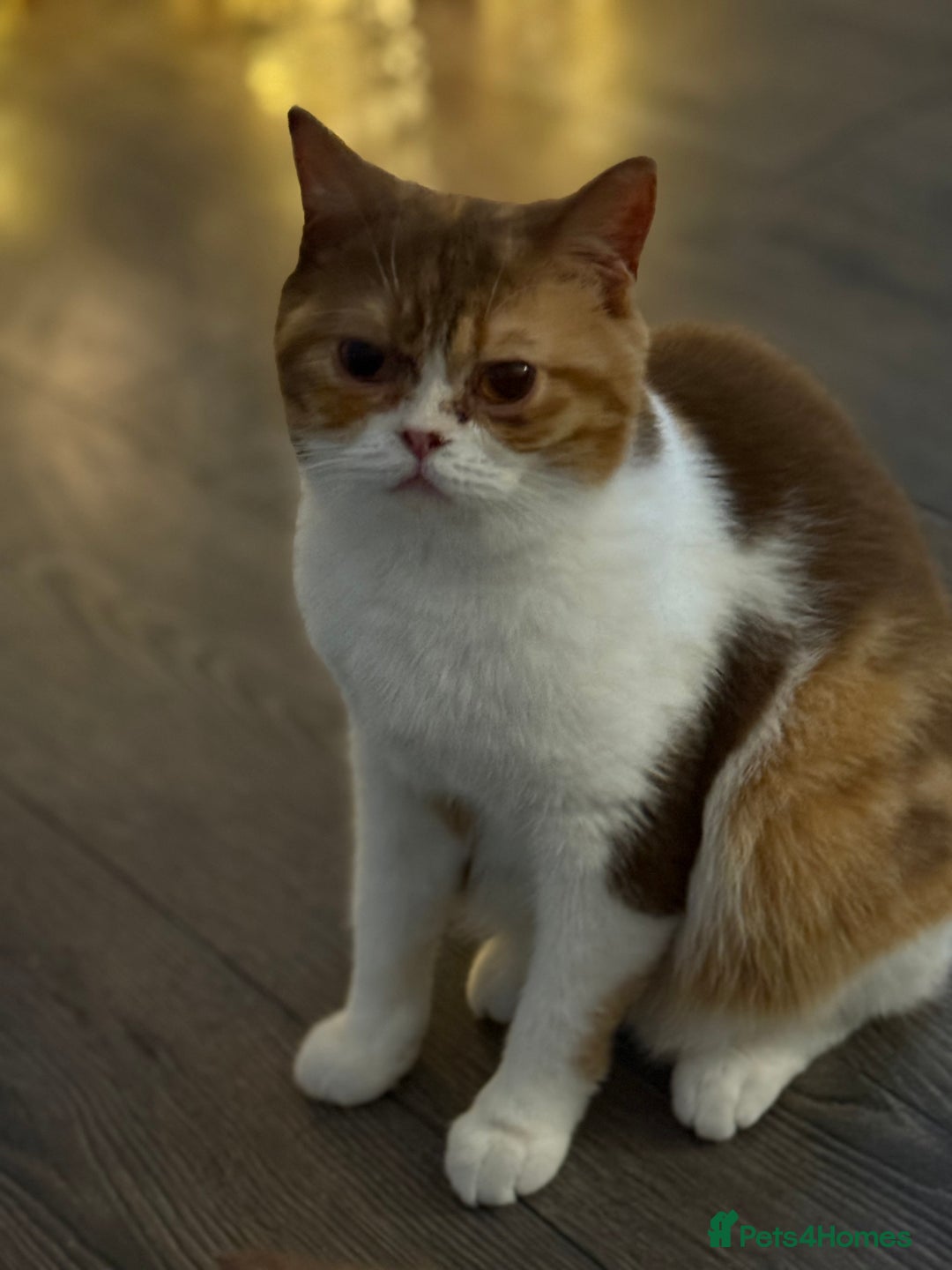 British Shorthair cats for sale: White -chocolate  - Advert 2