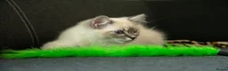 Ragdoll cats for sale: Beautiful GCCF Registered Ragdoll Kittens in Helensburgh - Advert 17
