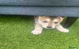 Shepsky dogs for sale: Mixed husky and German sheperd - Image 2