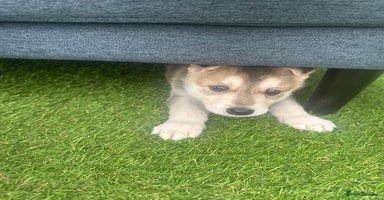 Shepsky dogs - Advert 2