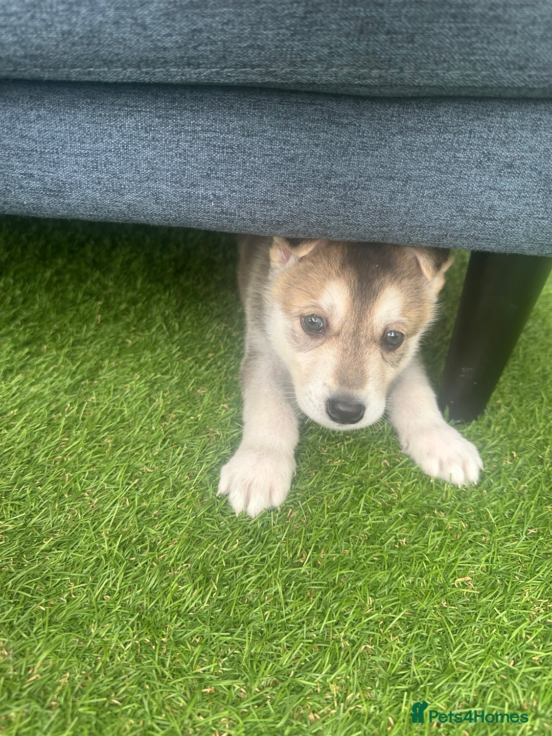 Shepsky dogs for sale: Mixed husky and German sheperd - Image 2