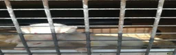 Ferret rodents for sale: 4 white ferrets in Rotherham - Advert 5