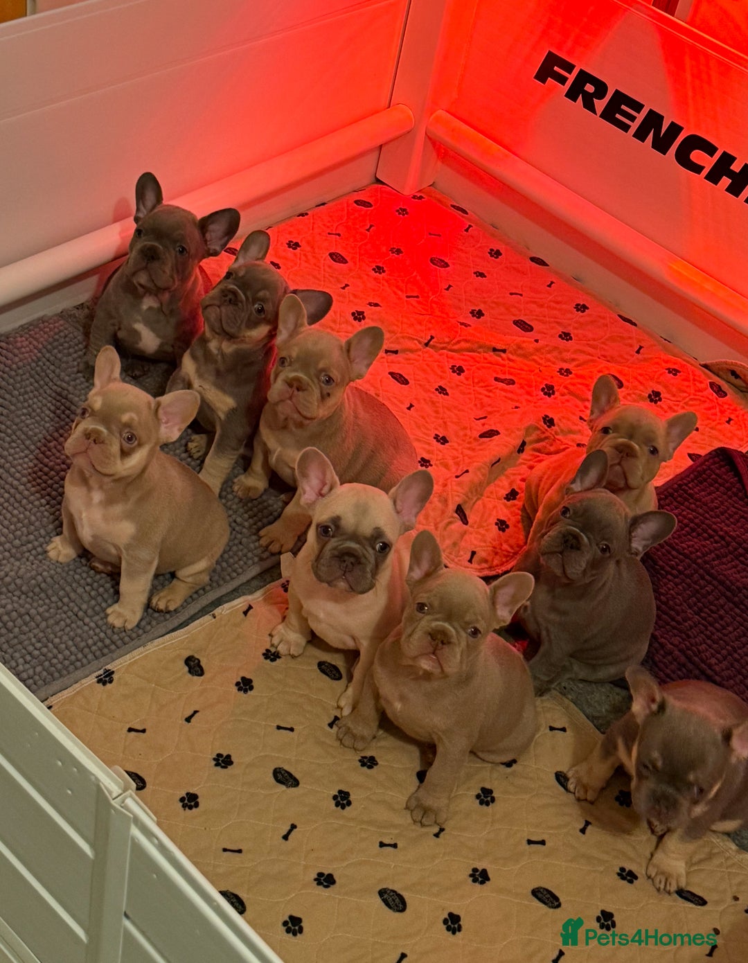 French Bulldog dogs for sale: French Bulldog Puppies  - Advert 2