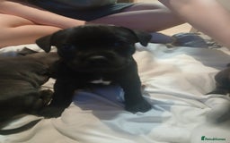 Staffordshire Bull Terrier dogs for sale:  KC Staffordshire Bull terriers - Image 22