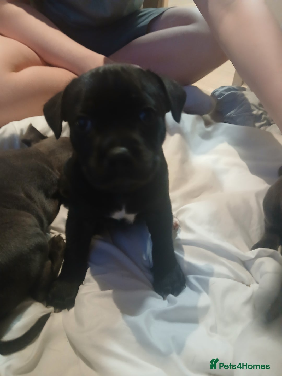 Staffordshire Bull Terrier dogs for sale:  KC Staffordshire Bull terriers - Image 22