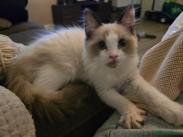 Ragdoll cats - Advert 1