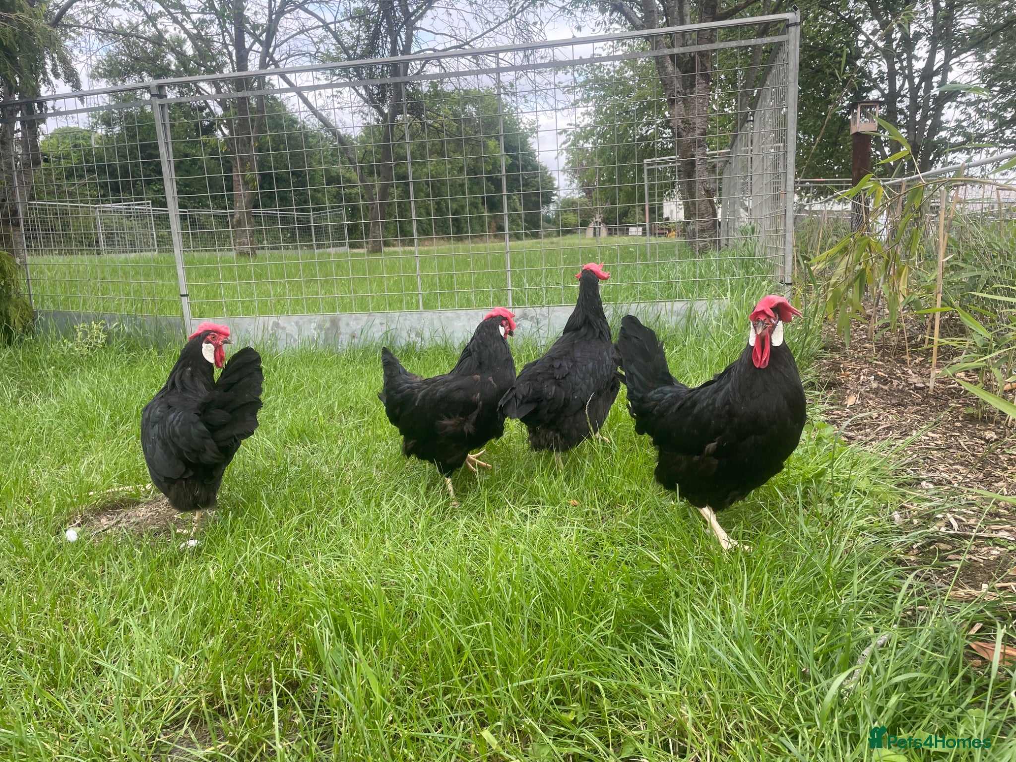 Chickens poultry Point of lay chickens LAYING HENS - Advert 2
